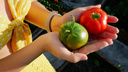 «Прищипывайте корни»: пикировка томатов — когда рассаживать помидоры и как это правильно делать