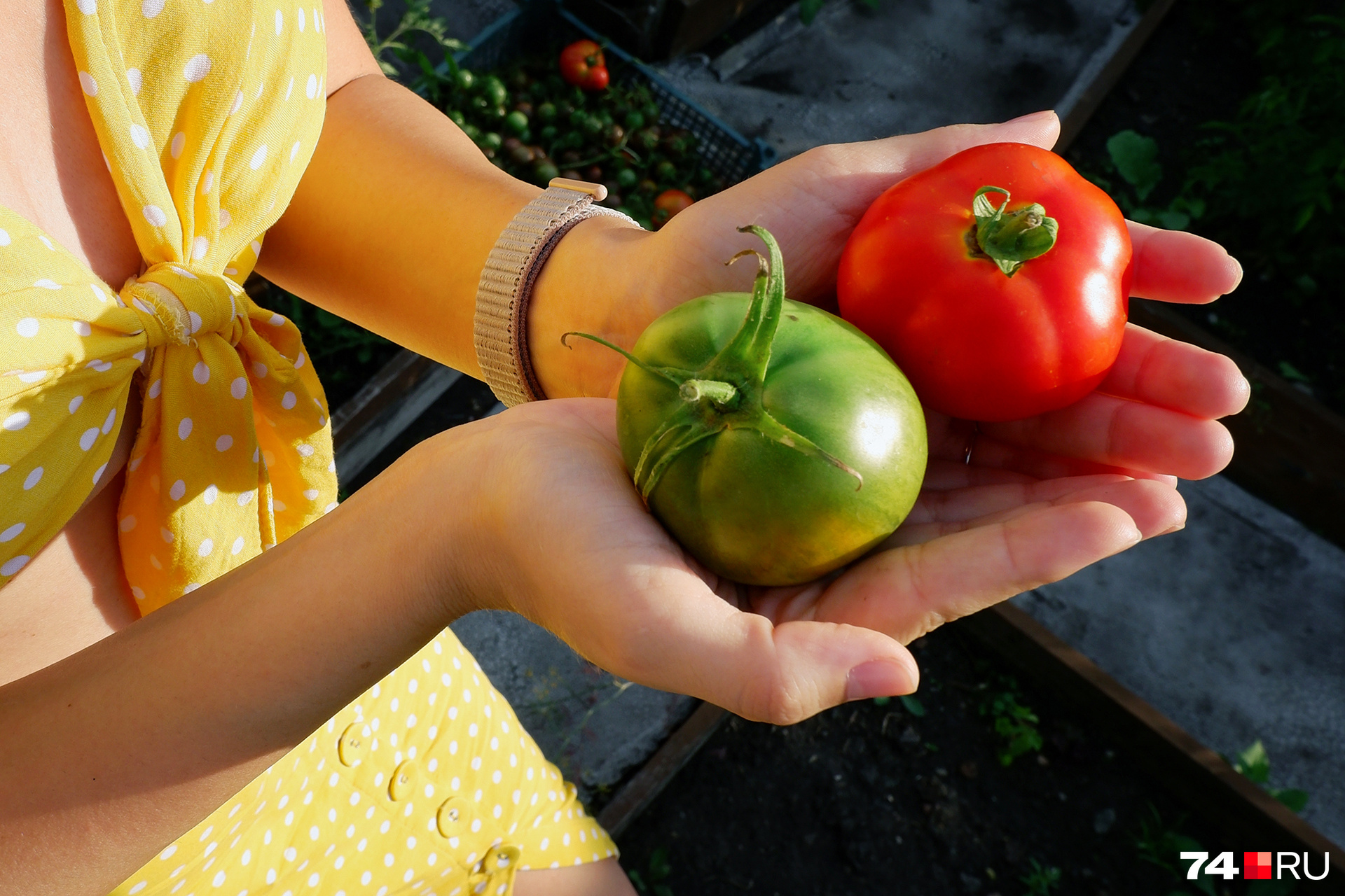 Огород на подоконнике. Можно ли вырастить огурцы, помидоры и перец дома?