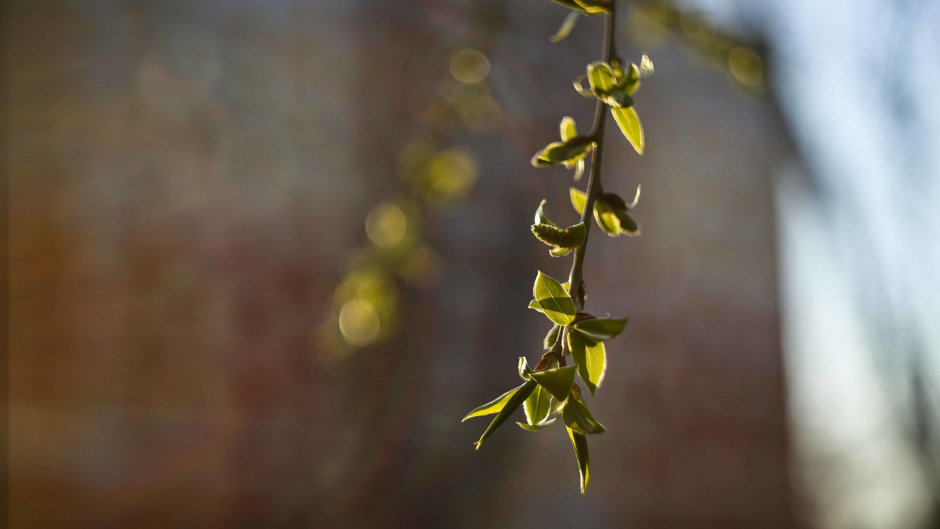 Как весной оживает омская природа: фоторепортаж