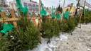 Куда сдать живую елку в Ярославле после Нового года? Публикуем адрес