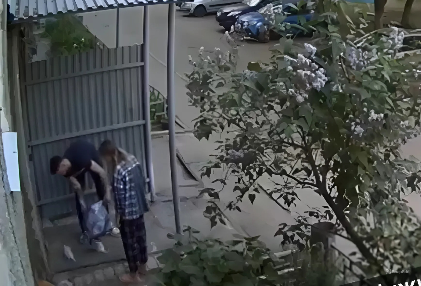 В Нижегородском районе молодая пара безжалостно выбросила котят около многоэтажного дома — видео