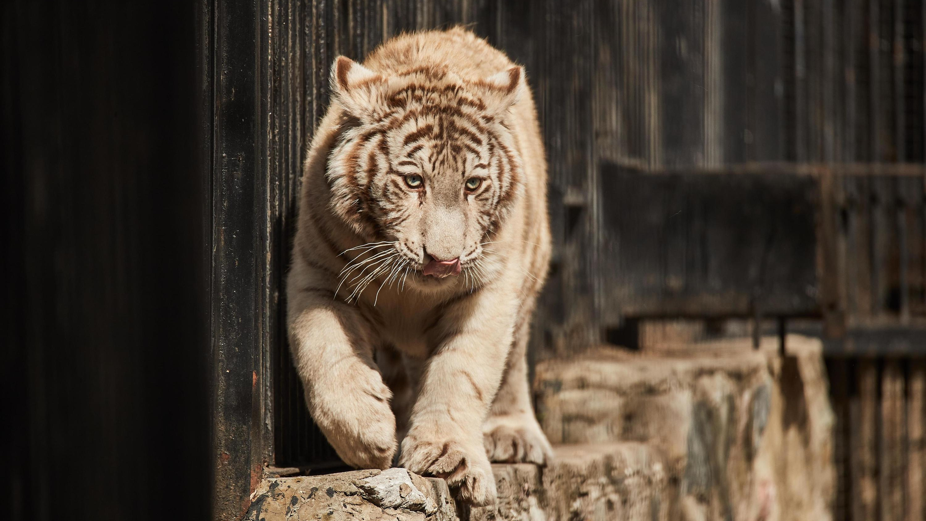 «Такой же в маму бестолочь»: стало известно, где Новосибирский зоопарк купил тигренка — его родители в прошлом циркачи