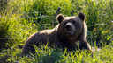 «Он не виноват, что кушать нечего»: югорчане заступились за медведя из Лангепаса, которого собираются застрелить