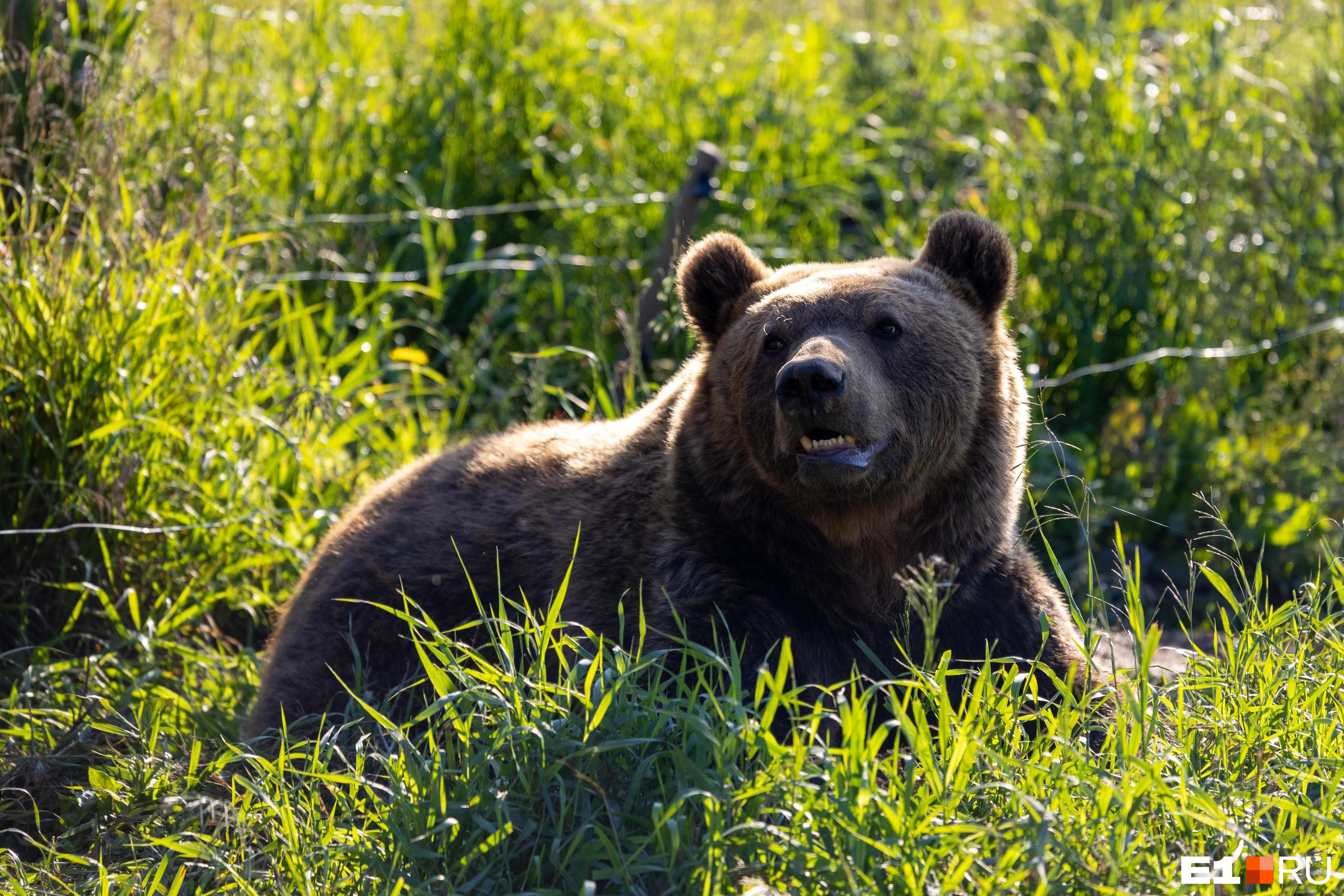 Медведи в Кузбассе уже проснулись и вышли из берлог. Узнали, сколько их в регионе