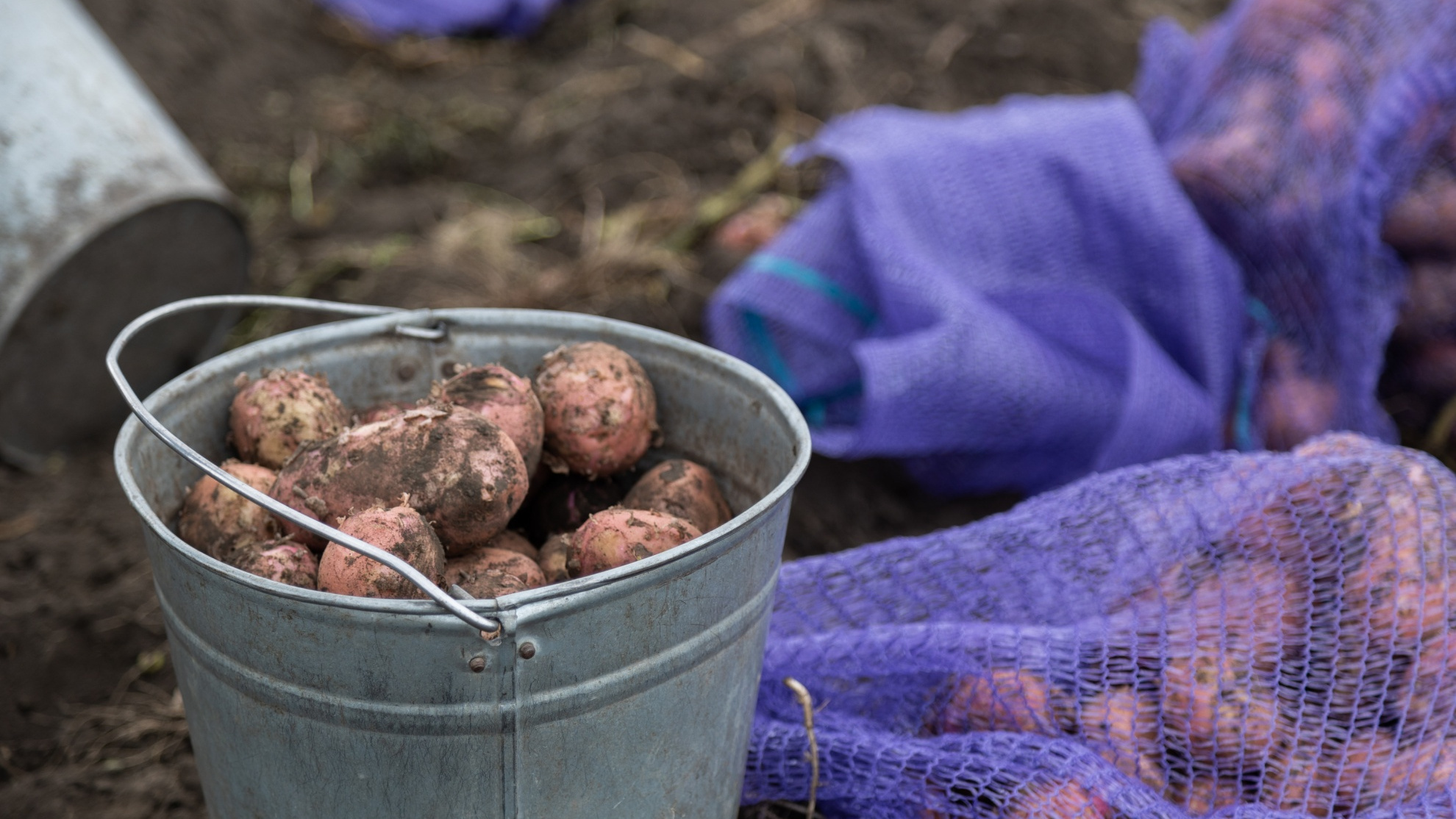Когда сажать картошку на Севере? Агроном назвал эффективные удобрения и средства от вредителей