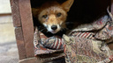 «В природу его выпустить нельзя». Приморец спас сбитого машиной лиса и нашел ему дом
