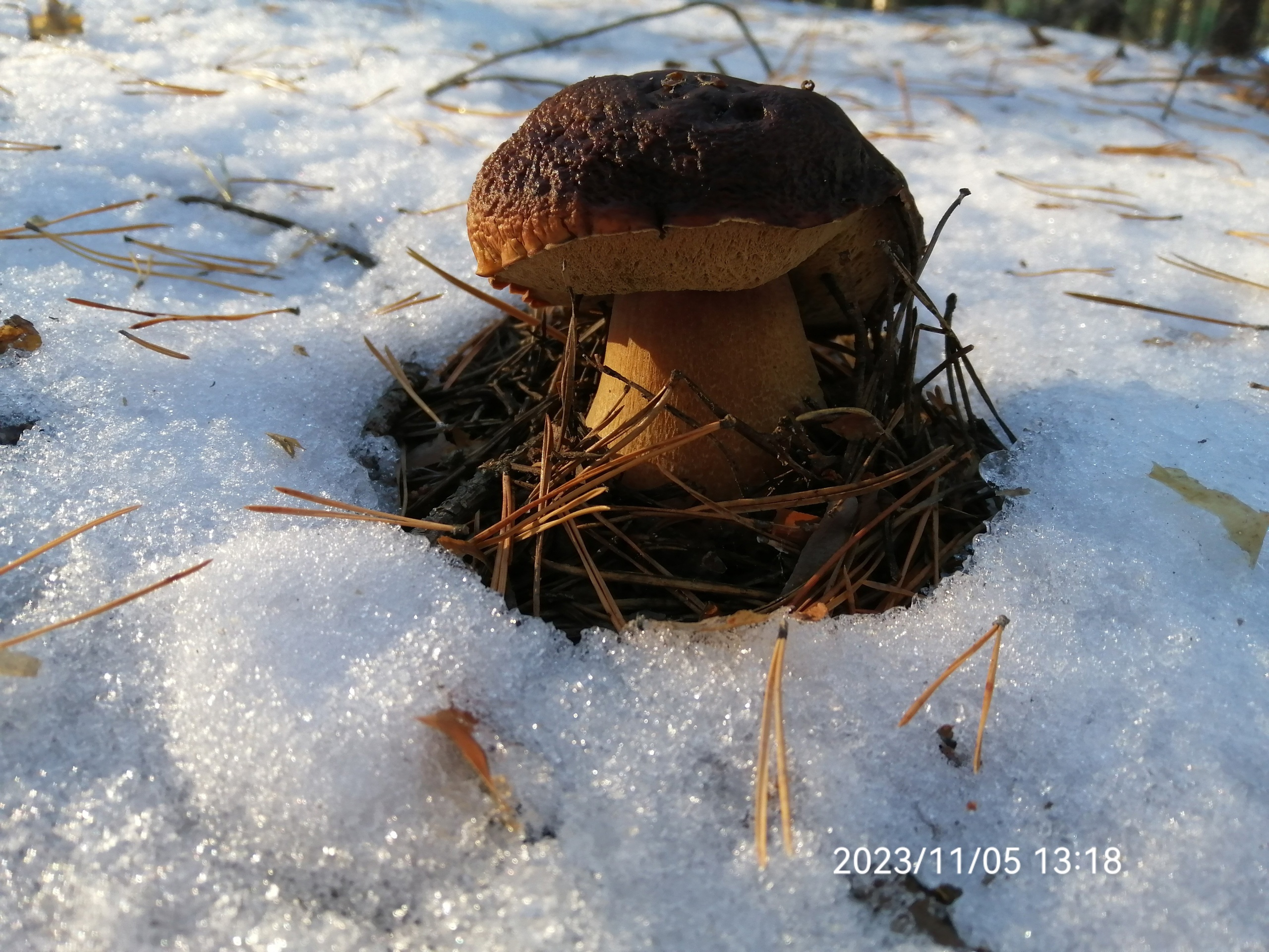 «А грибочки-то есть!» Уральцы насобирали боровиков под снегом (и рассказали как)