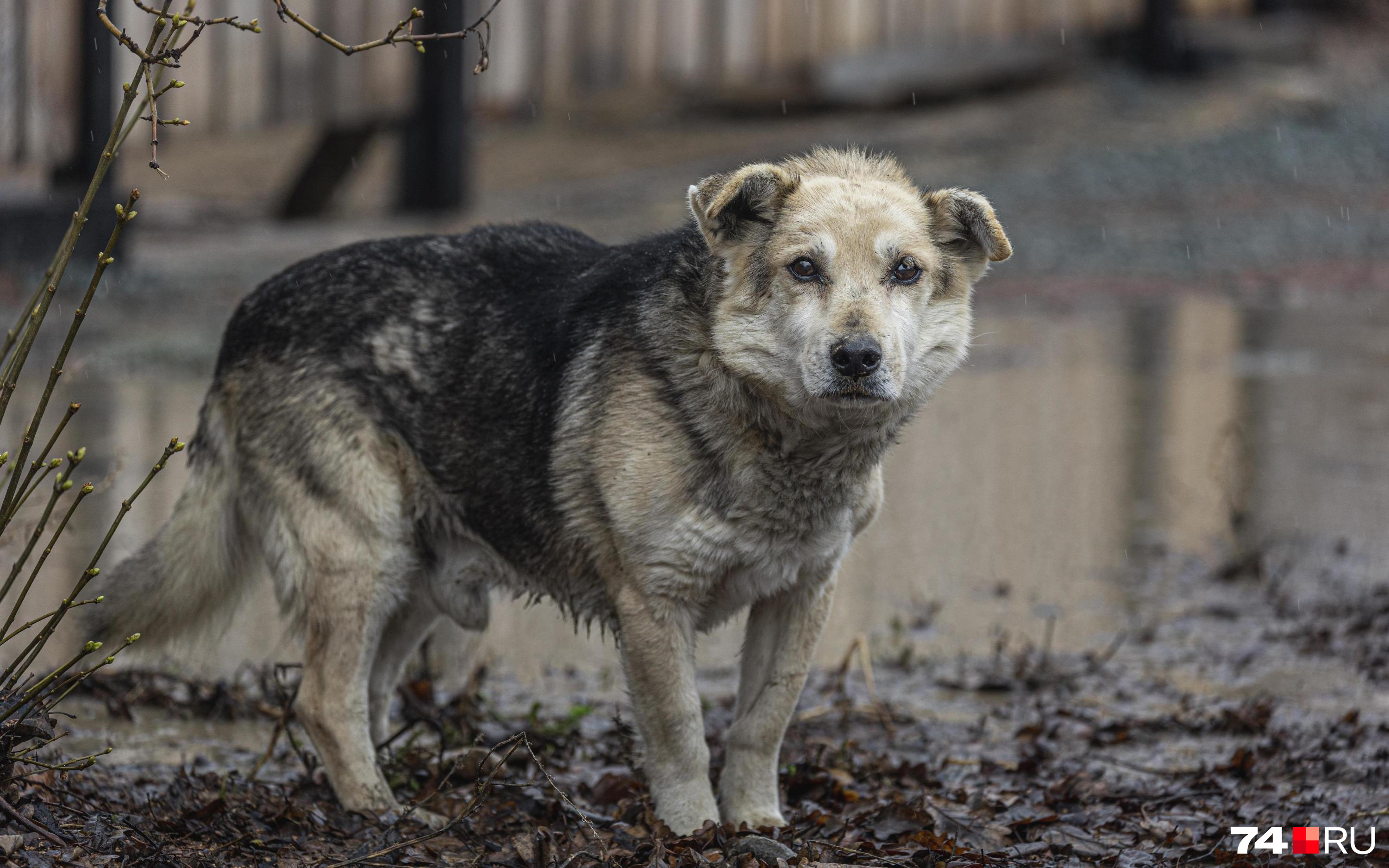 Сити-менеджер Читы не смогла сказать, освободит ли город эвтаназия собак