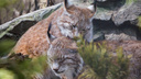Рыси готовятся к весне: милое видео с ухаживаниями больших кошек сняли в Новосибирском зоопарке