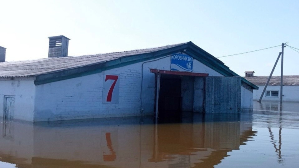 В Кургане затопило ферму известного молочного предприятия. Смотрим фото