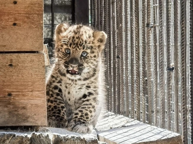 Звериный бэби-бум: смотрим на всех малышей, которые родились в Барнаульском зоопарке в последнее время — много фото и видео