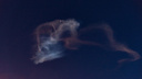 В небе над Архангельском разрослась «медуза»: фотографы объясняют, когда бывает такой эффект