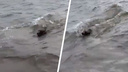 Рёв доносился сквозь волны: рыбаки сняли на видео медведя, переплывающего водохранилище (смотреть со звуком!)