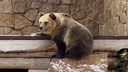 В челябинском зоопарке умерла одна из медведиц, спасенных на горнолыжном курорте