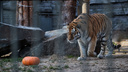 Тигров и обезьян угостили тыквами в преддверии Хеллоуина — милые фото из Новосибирского зоопарка
