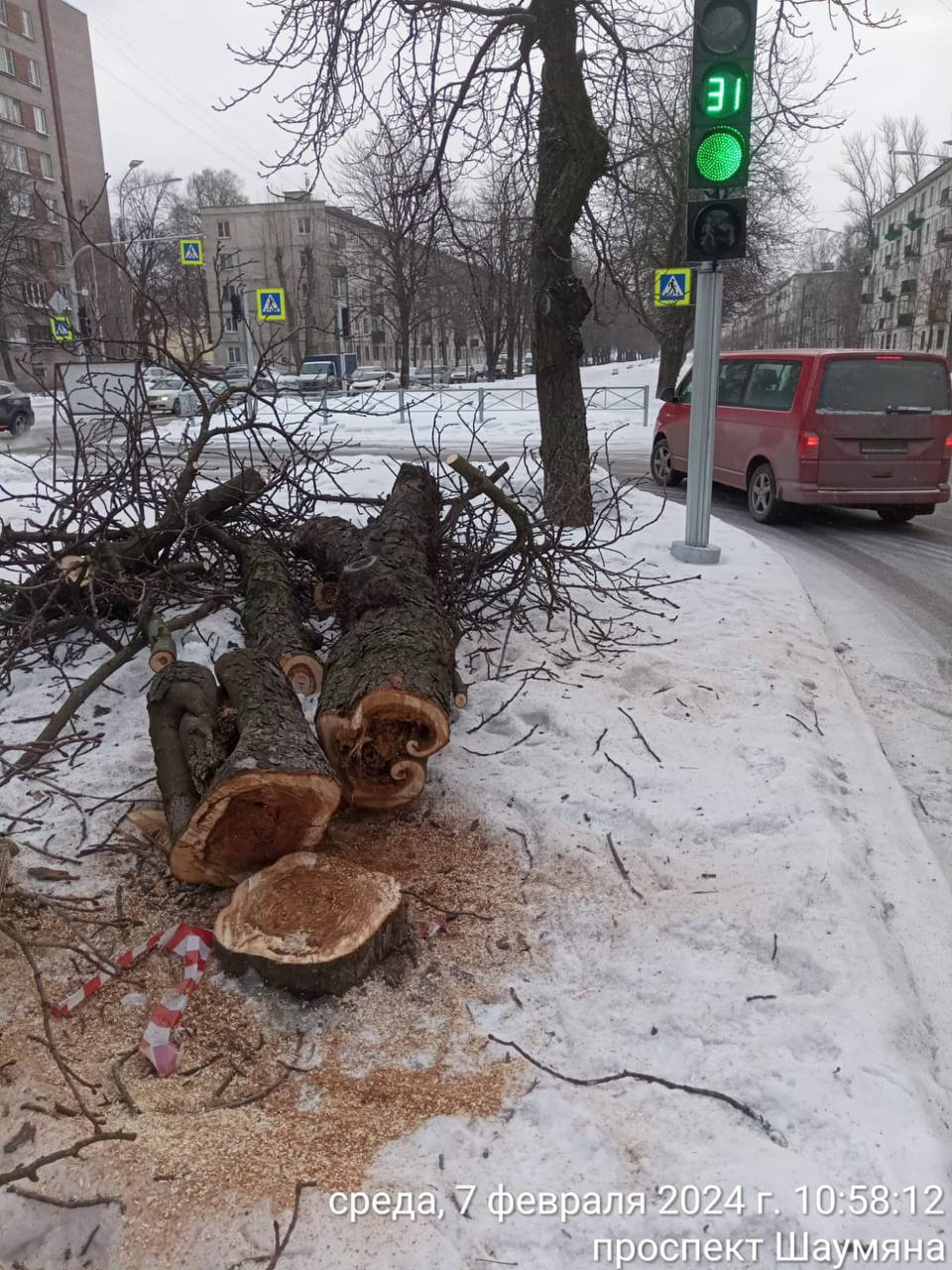 Зачем спилили каштаны на проспекте Шаумяна в Петербурге - 7 февраля 2024 -  ФОНТАНКА.ру