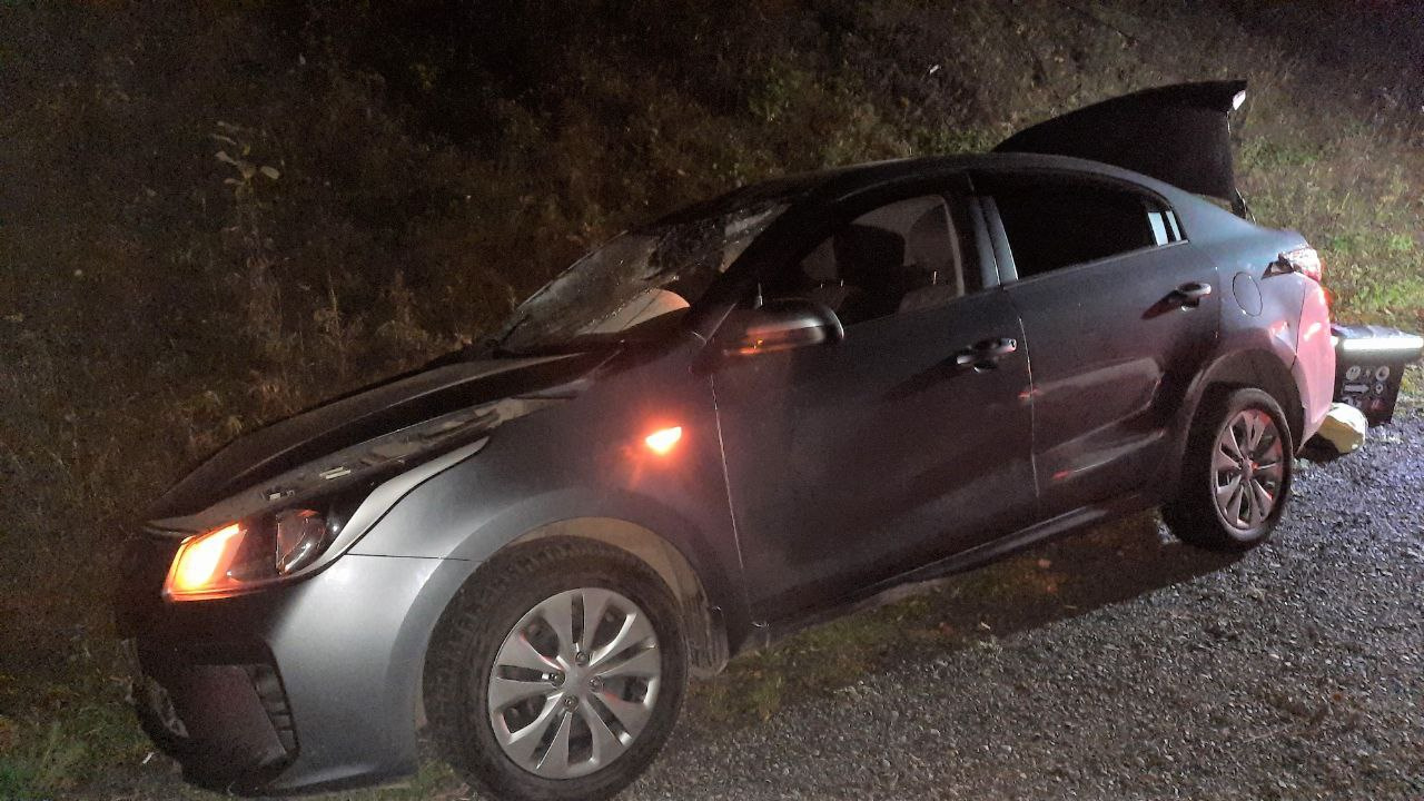 Водитель случайно сбил молодую лосиху в темноте и изрезал лицо об осколки лобового стекла