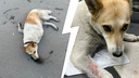 Девушка спасла собаку, которую сбили посреди Екатеринбурга, и получила огромные проблемы