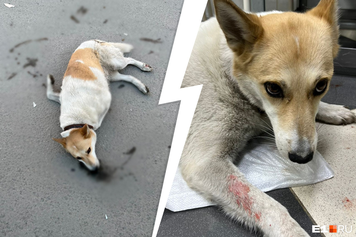 Девушка спасла собаку, которую сбили посреди Екатеринбурга — и получила огромные проблемы