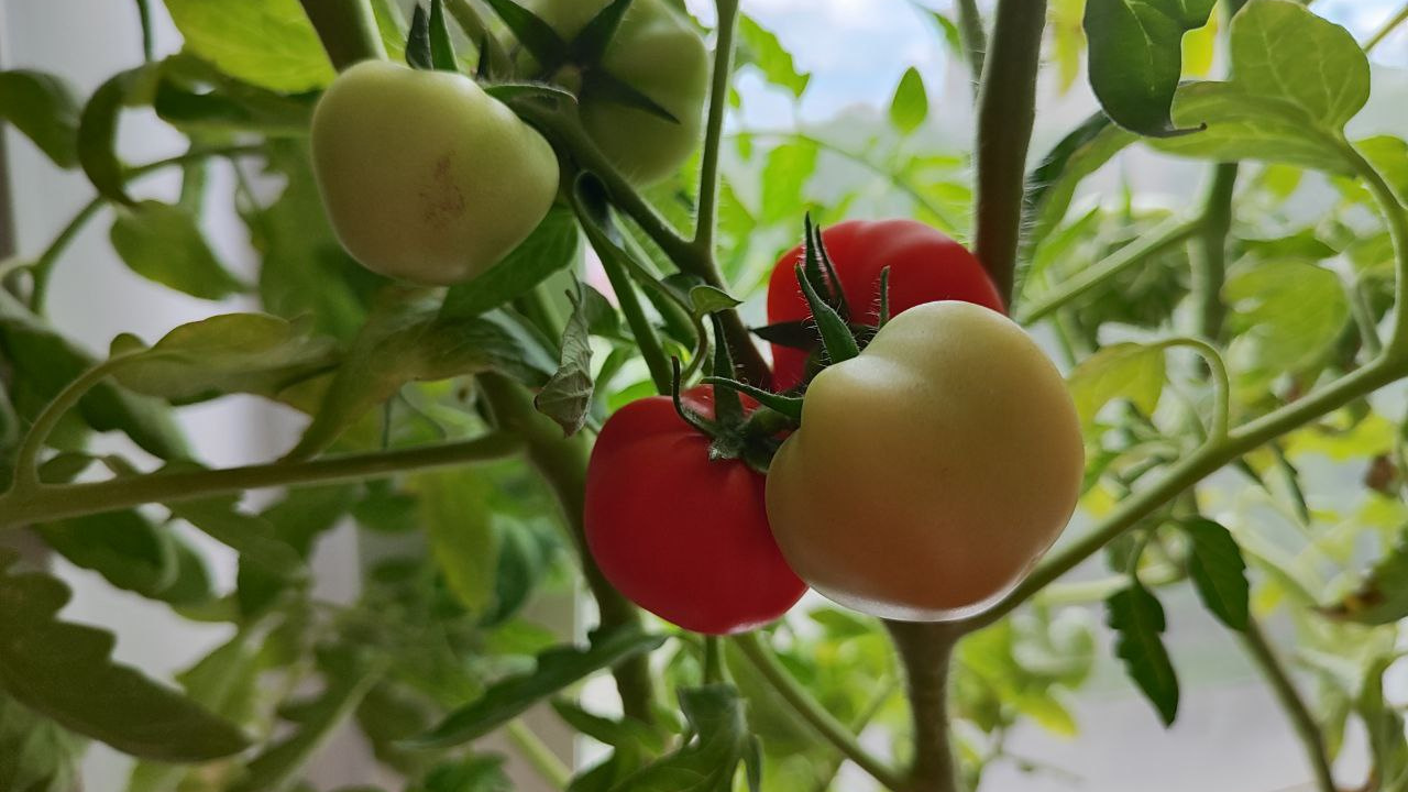 Огород на подоконнике: как вырастить дома хрустящие огурчики, наливные помидоры и жгучий перчик