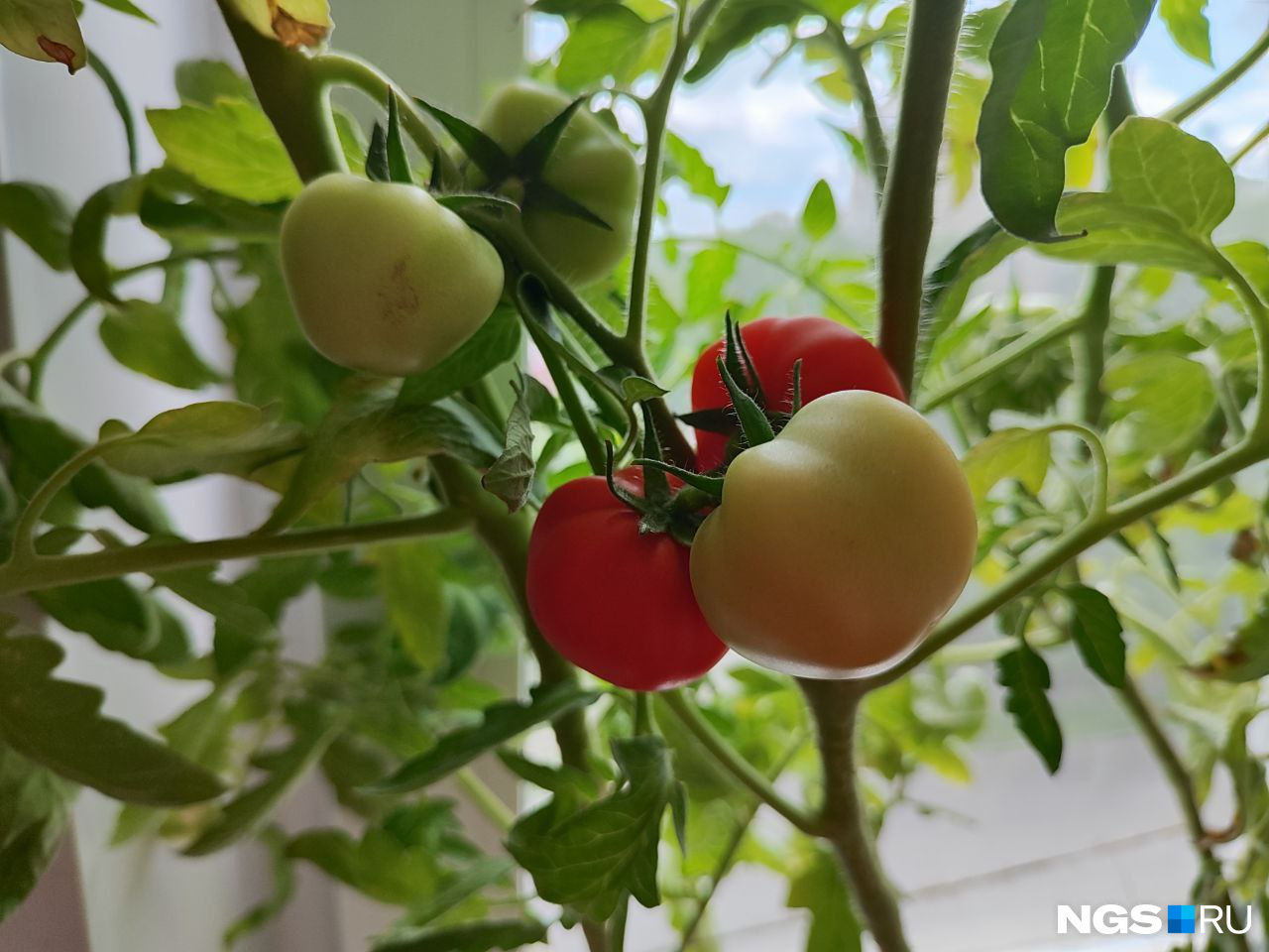Огород на подоконнике: как вырастить дома хрустящие огурчики, наливные помидоры и жгучий перчик