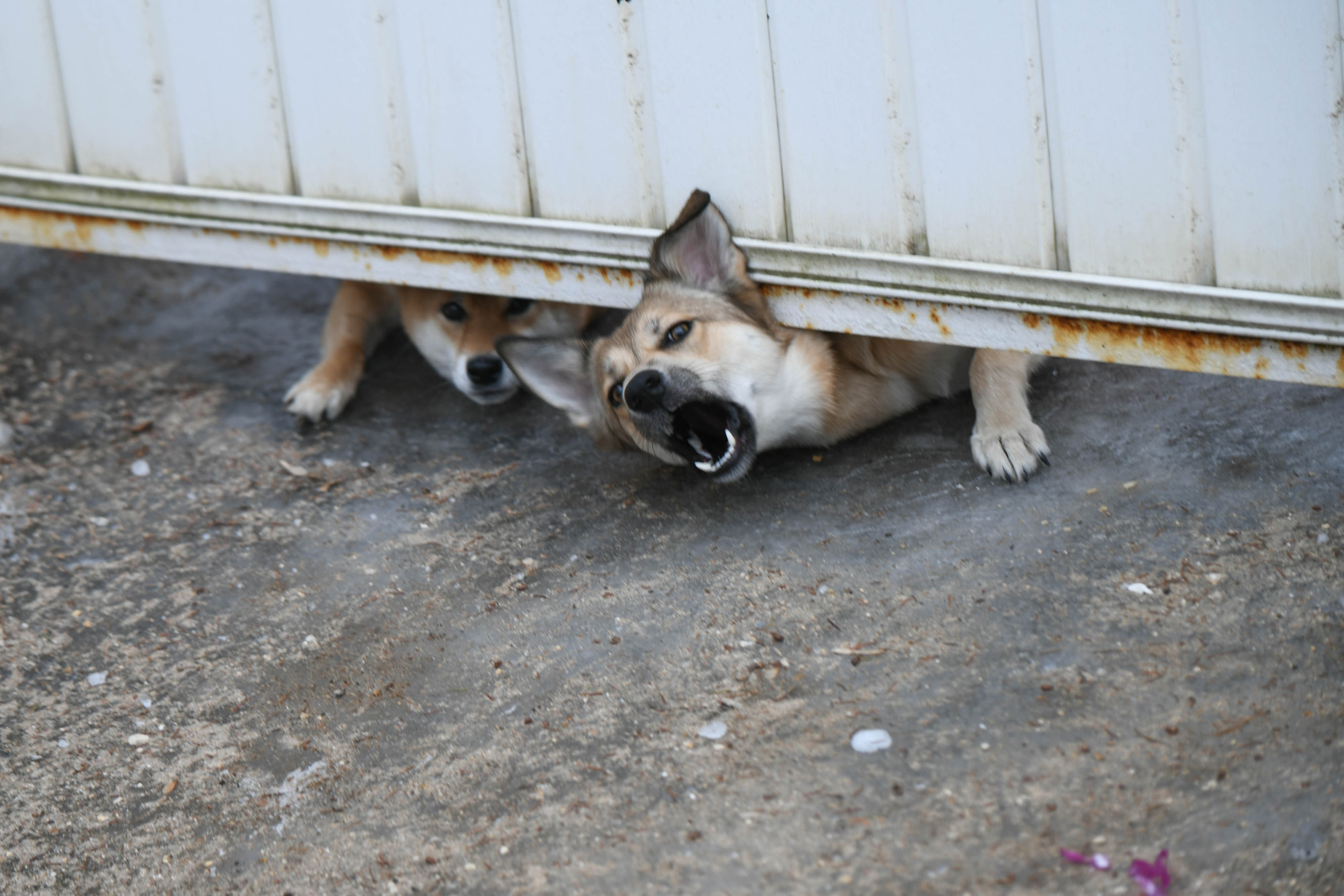 На ребенка-инвалида в Бийске набросились собаки: мэрия уверяет, что на стаю никто не жаловался