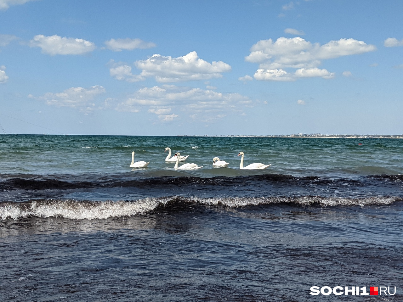 В акватории пляжей Анапы плавают лебеди