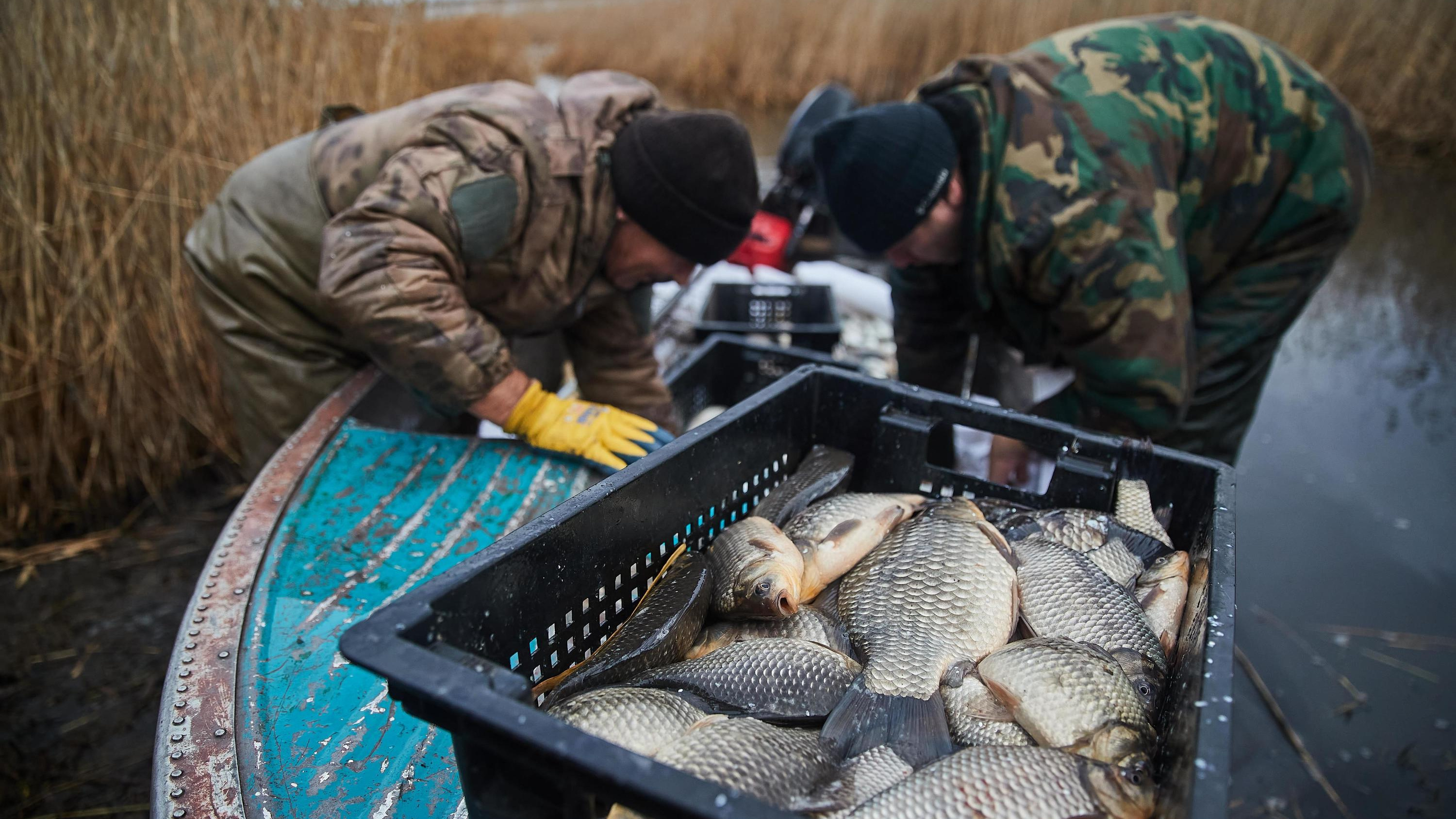«30 тысяч за один день?»: в Волгограде начали предлагать помощь в поимке гигантской рыбы мечты