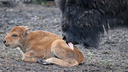 В Новосибирском зоопарке у бизонов родился детеныш — милое видео