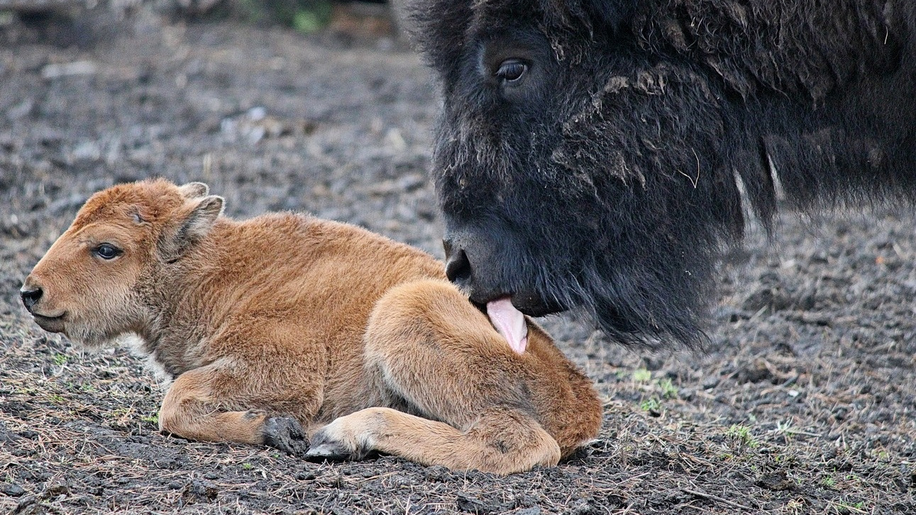 В Новосибирском зоопарке у бизонов родился детеныш — милое видео