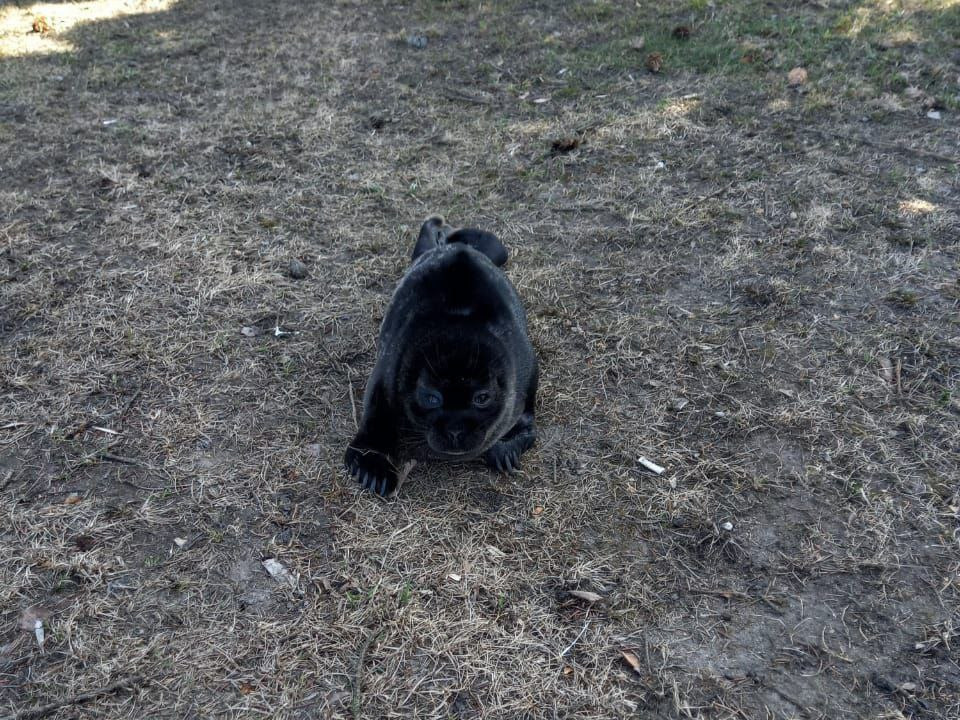 В Петербурге — весенний «тюленепад». Специалисты просят приглядеться к нерпятам