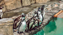 Пингвины Гумбольдта выстроились в очередь, чтобы отведать свежей рыбки — забавное видео из Новосибирского зоопарка