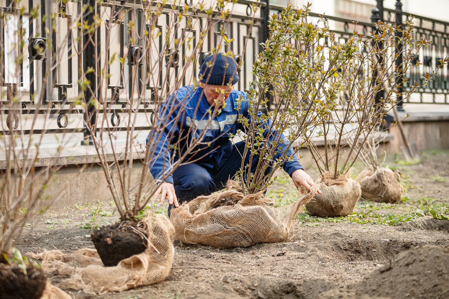В Екатеринбурге на месте вырубленных деревьев посадили тополя. Как теперь выглядит центр города — фото