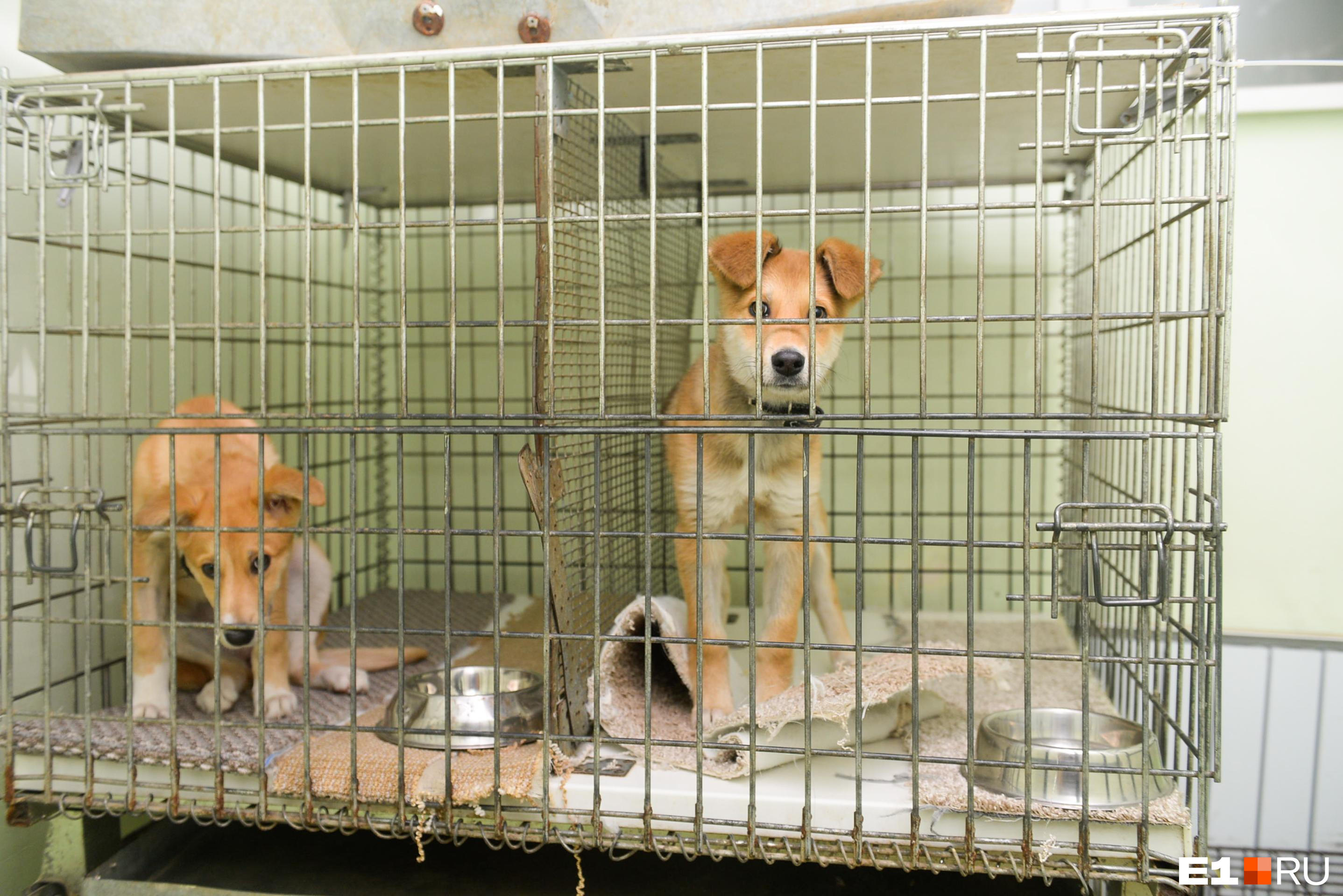 Госветслужба объяснила перевозку животных из приюта в Чите