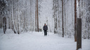 Тихвинский лес оставят в покое: мэр Владивостока предложил решение, которое всех устроит