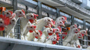 Волгоградская налоговая инспекция решила обанкротить птицефабрику в разгар яичного кризиса в России