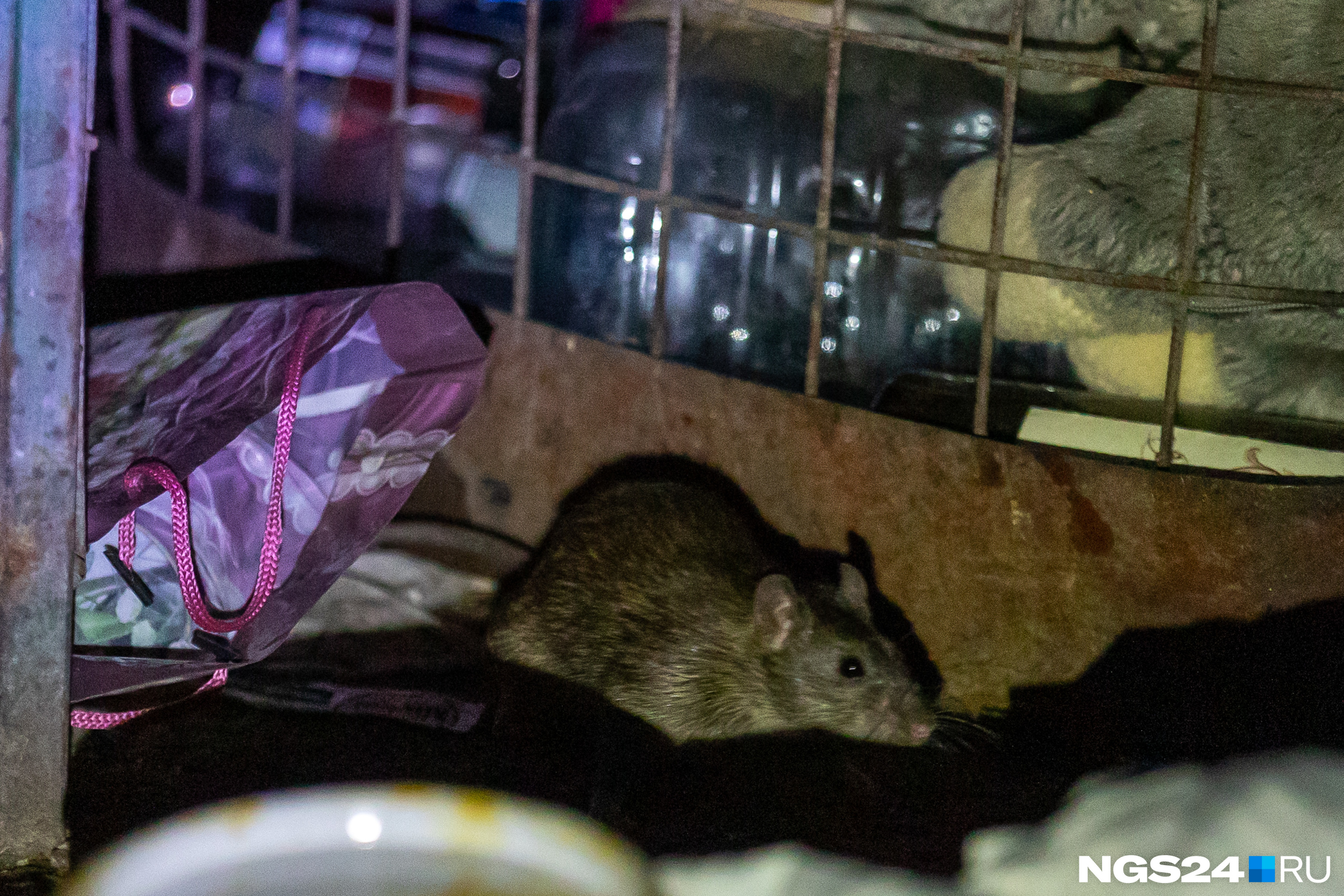 Средства и методы выведения запаха дохлой крысы или мыши