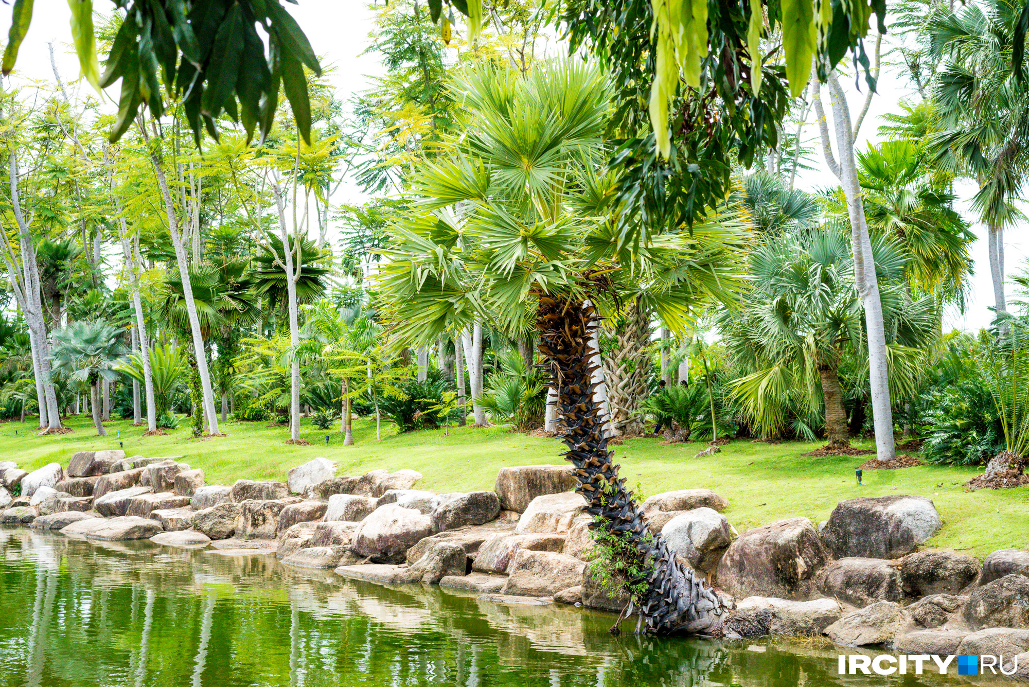 В Нонг Нуче около тысячи видов пальм