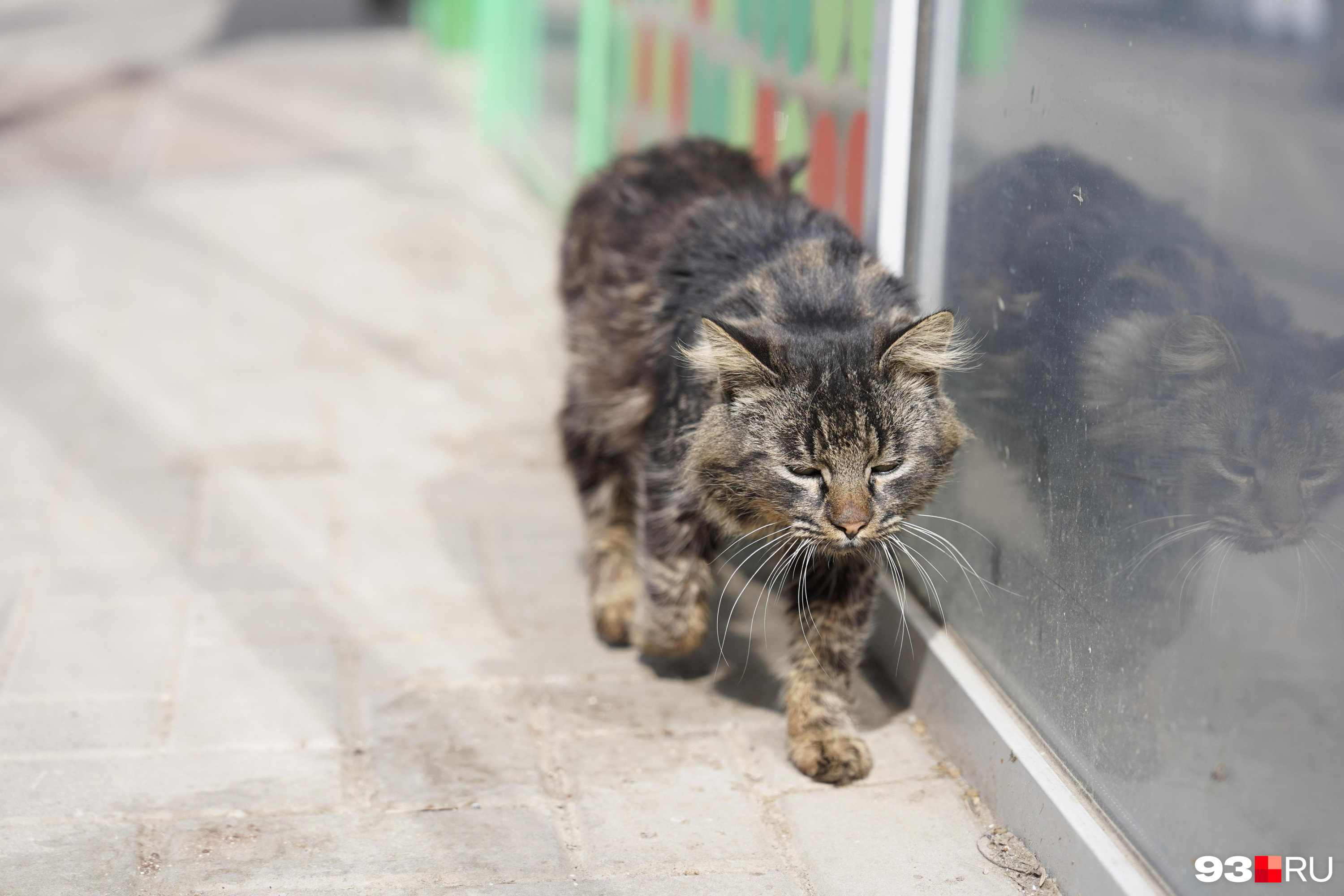 Труп кошки уже две недели лежит на площади Декабристов