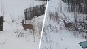«Богат лес на сюрпризы»: новосибирцы заметили косулю на улице Тульской — видео