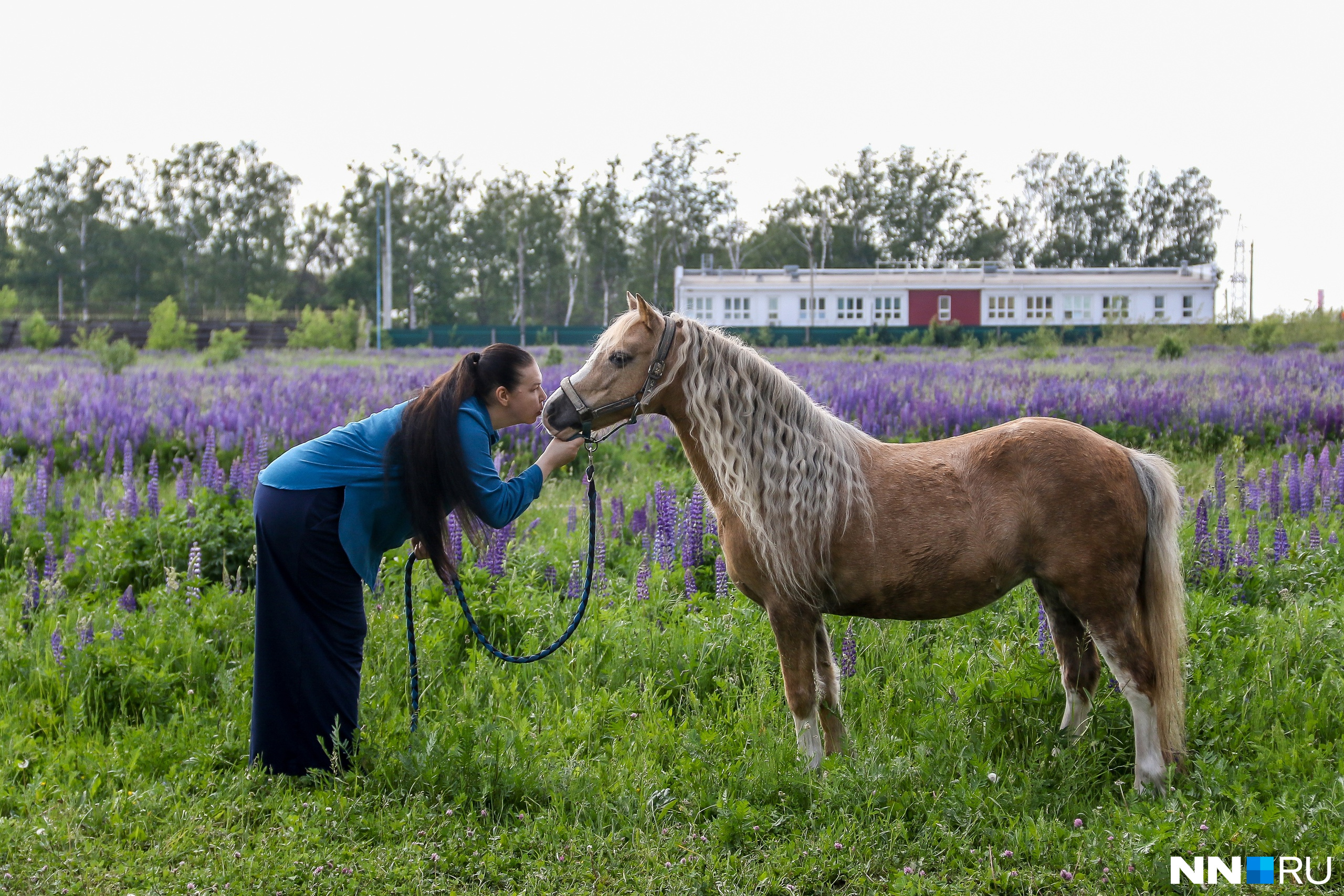 Нижегородка восстанавливает русские породы лошадей, исчезающие с лица земли