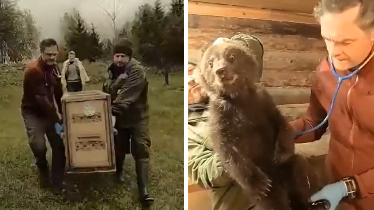 «Показывает свой характер»: найденную на обочине медведицу доставили в тверской центр спасения сирот — видео