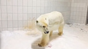 «Начинает играть»: как сейчас себя чувствует белая медведица, которую увезли из Новосибирского зоопарка