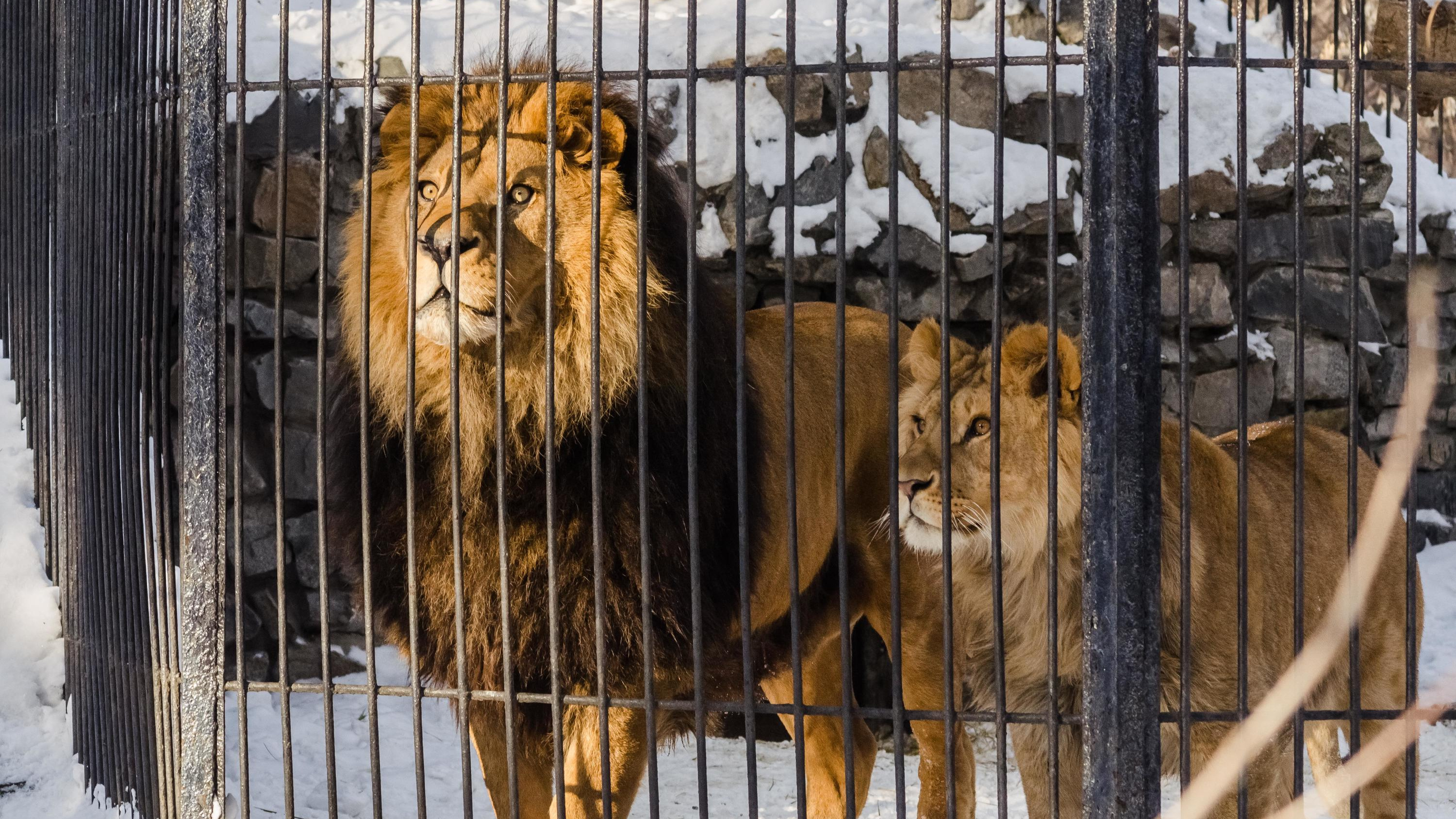 Новосибирский зоопарк ведет переговоры о получении нового льва — предыдущий Сэм умер почти два года назад