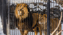 Новосибирский зоопарк ведет переговоры о получении нового льва — предыдущий Сэм умер почти два года назад
