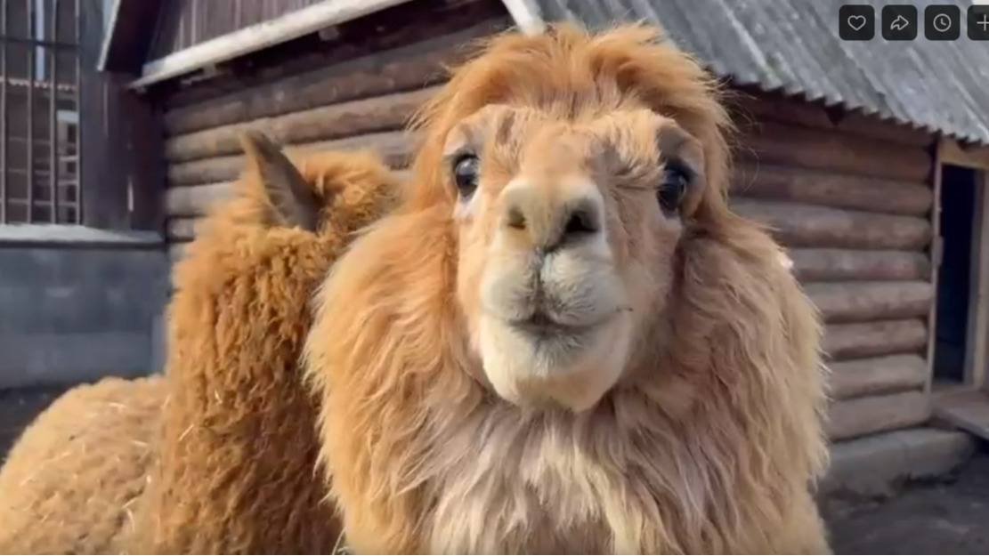 «Альпака — вот кто не любит ходить чистеньким»: пермский зоопарк опубликовал смешное видео «в чем-то извалявшихся» альпак