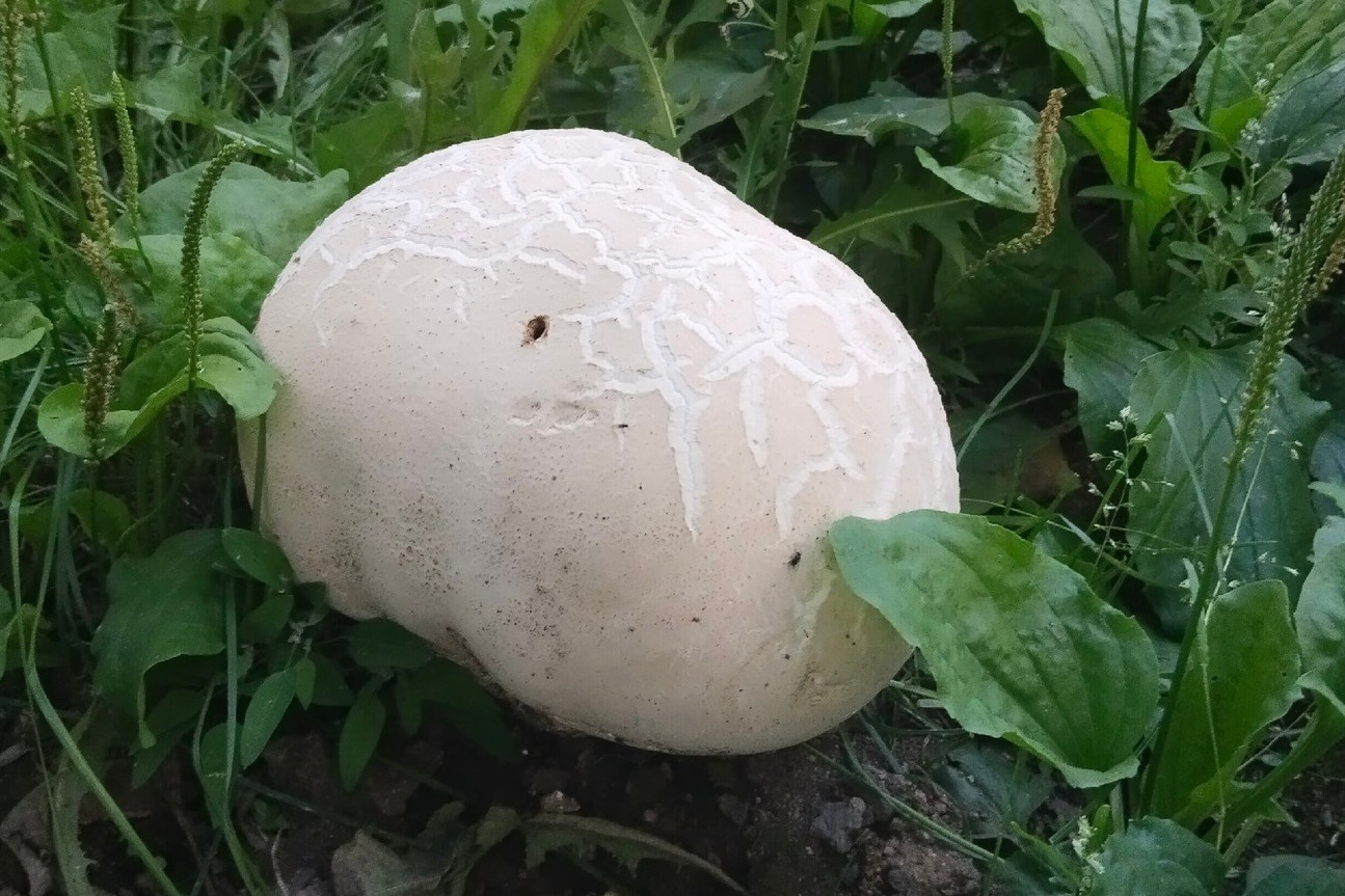 У екатеринбуржца посреди двора выросли грибы-гиганты по 20 см в диаметре. Что это?