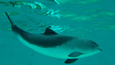Дельфинам Азовского моря угрожает опасный вирус. Как им помочь, никто не знает