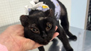 «Осталось только швы снять»: новосибирцы спасли и вылечили кошку, которую бросили в костер живодёры