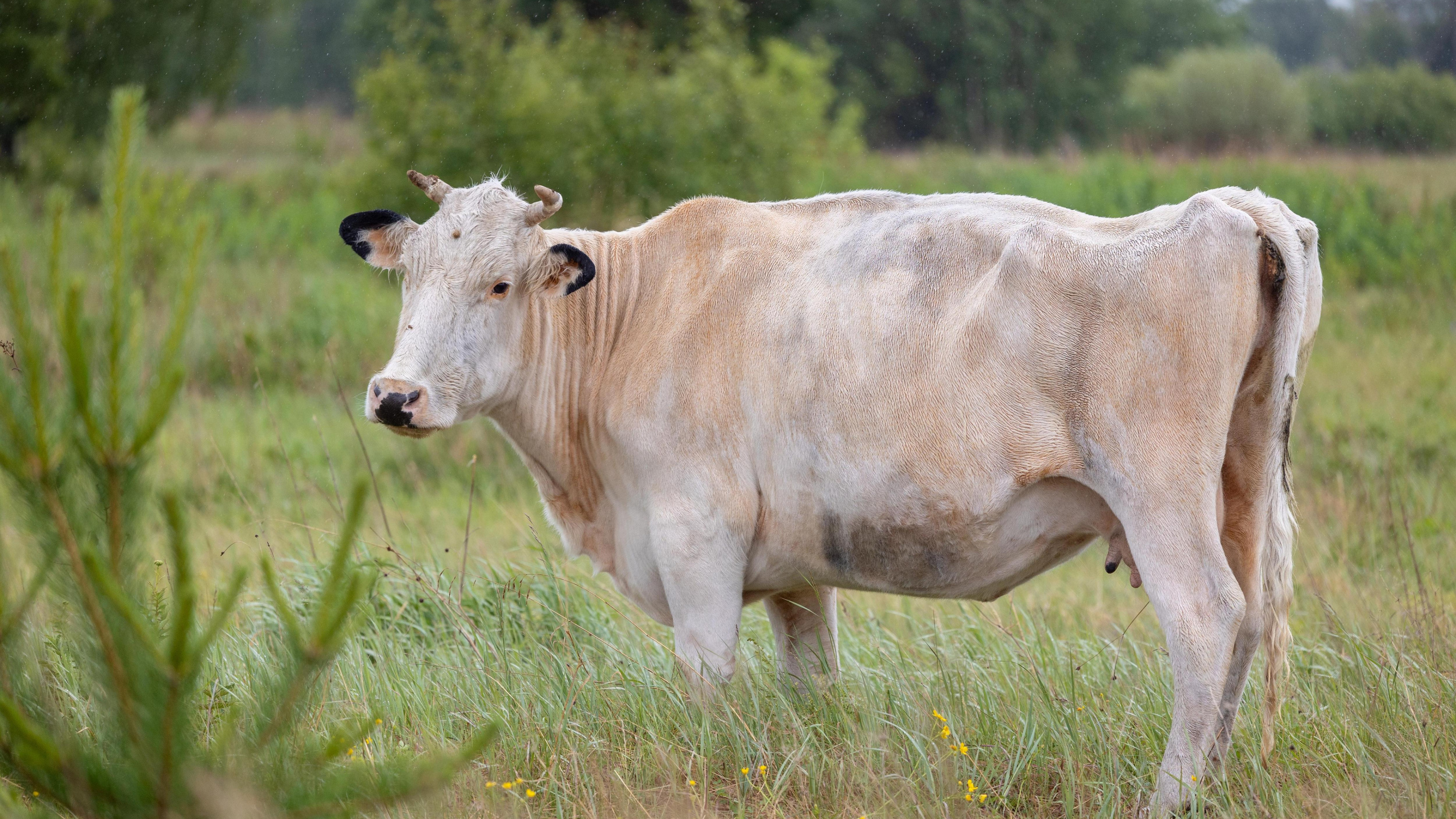 В Венёвском районе у коров нашли вирус лейкоза